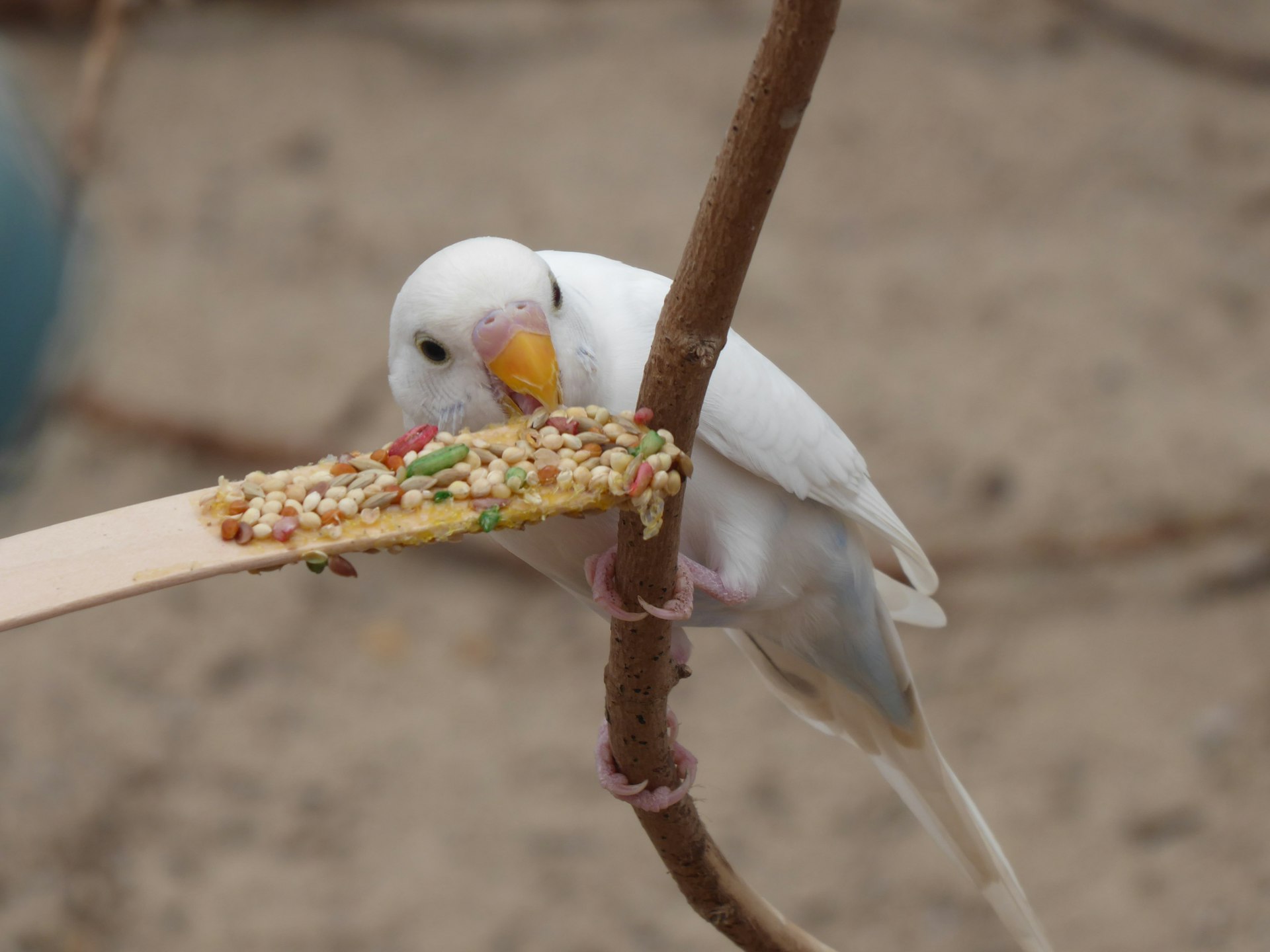 A white bird eating a piece of food on a stick